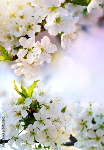 Blossom tree over colorful nature background. Spring background.