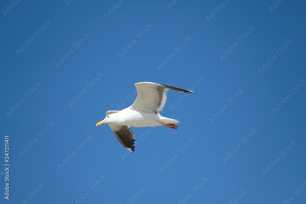 Bird - Seagull Bird - Seagull