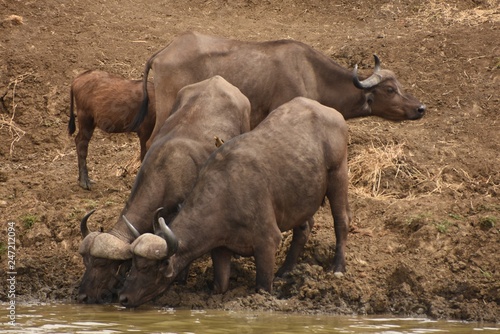 Búfalos bebiendo agua en el río con pequeños pájaros encima en el parque Nacional de Mikumi, Tanzania Africa del Este.