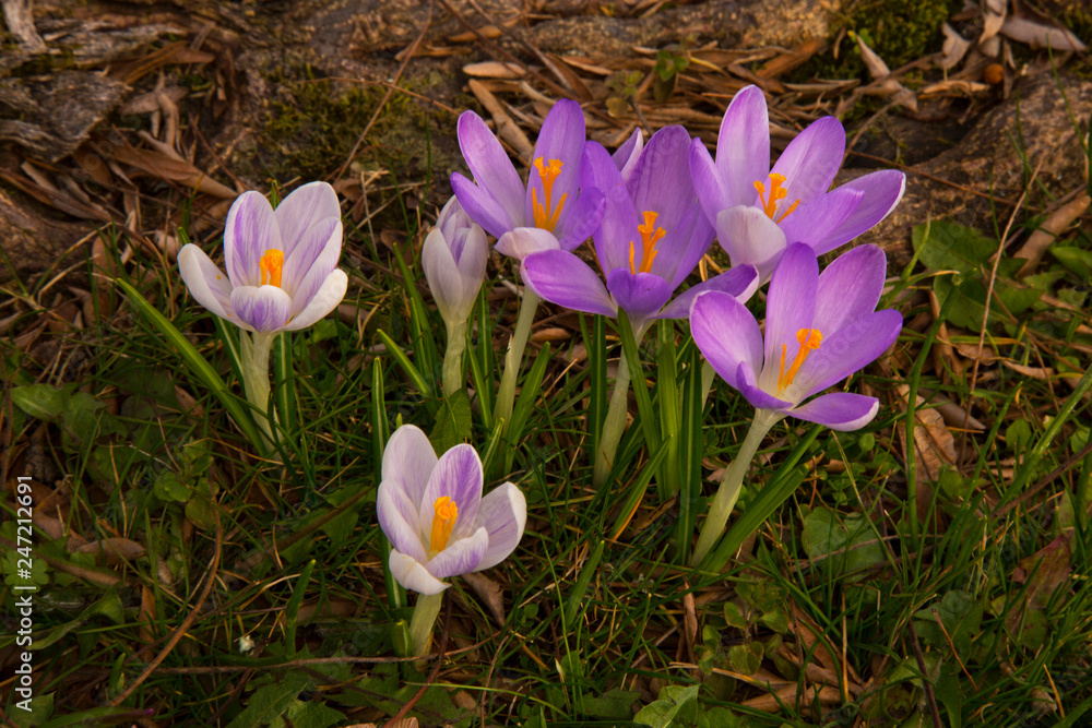 Crocus vernus (Spring Crocus, Giant Crocus). Crocus vernus (Spring Crocus, Giant Crocus).