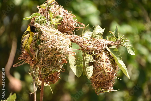 Nido de los pájaros tejedores de color amarillo, verde y carmelita en Bagamoyo, Tanzania