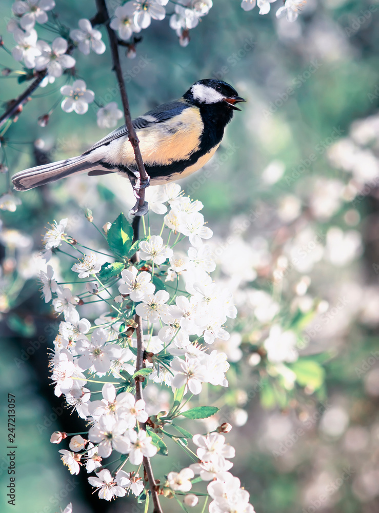 cute bird tit sitting on cherry branch in white flowers in may spring fragrant garden cute bird tit sitting on cherry branch in white flowers in may spring fragrant garden