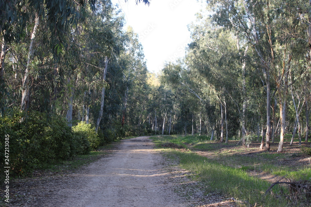 Road in the eucalyptus grove