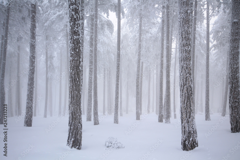 forest in winter forest in winter