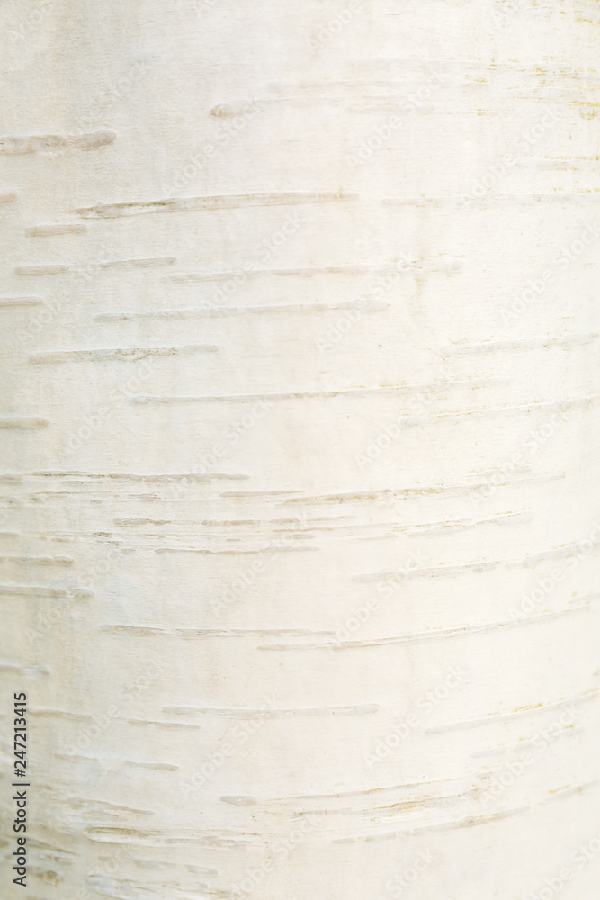 White birch bark background. Natural and eco responsible concept. White trendy texture