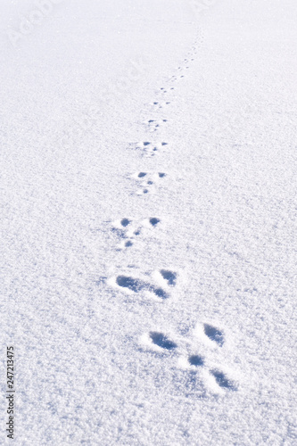 Fresh footprints, footsteps from animal rabbit in white snow field