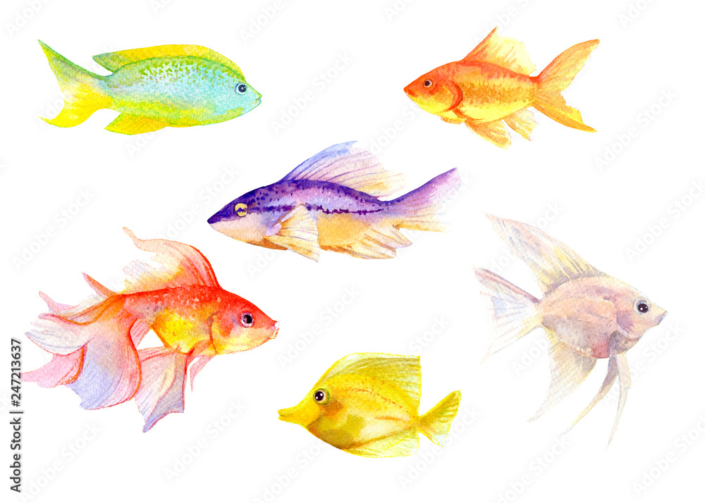 fish in aquarium fish in aquarium