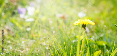 Dandelion on the sunshine. Allergen flower. Spring and new beginning concept