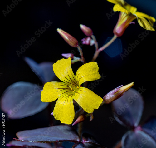 flower on black background