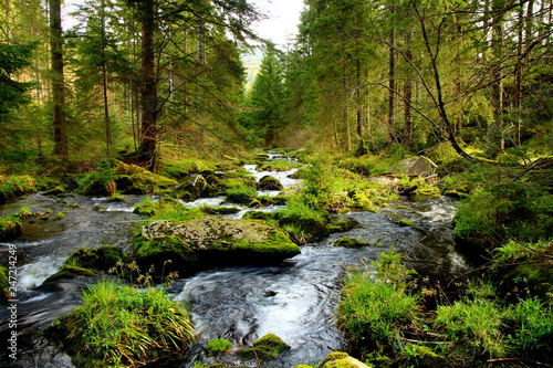 Stream in the pine forest on Black Forest mountain.
