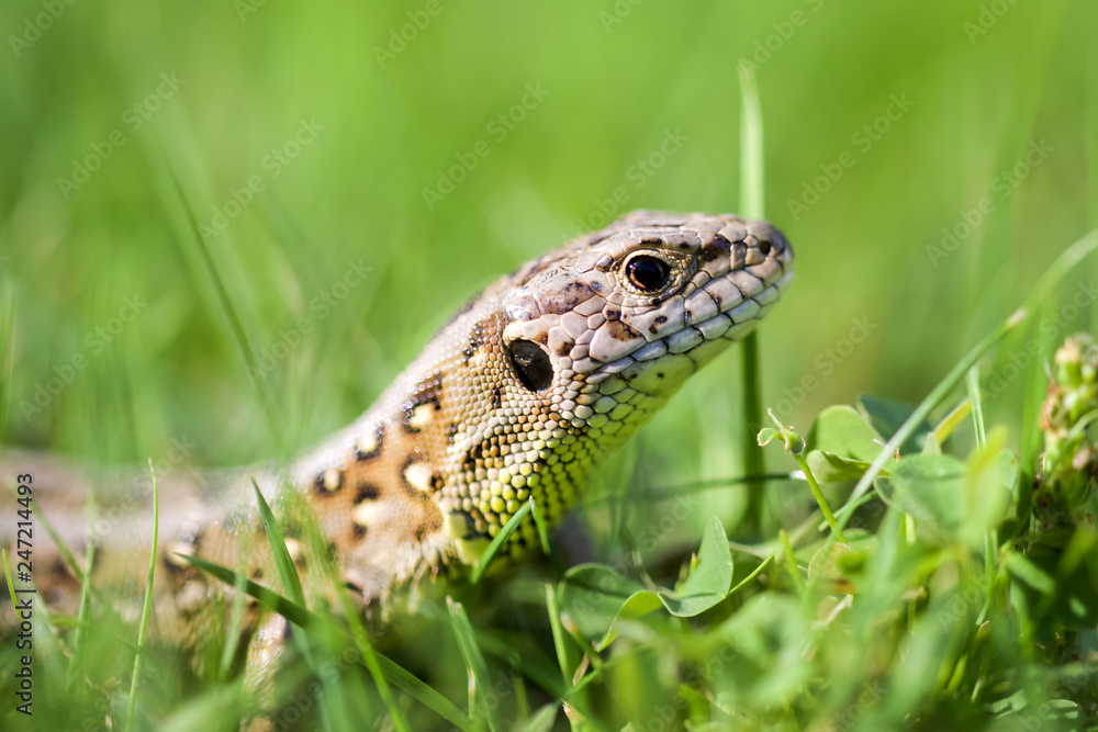 lizard on the ground lizard on the ground