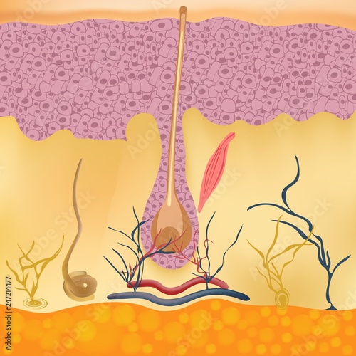 Structure and cycles of hair growth on a human head under a microscope close-up. Vector illustration. Hair under the skin.