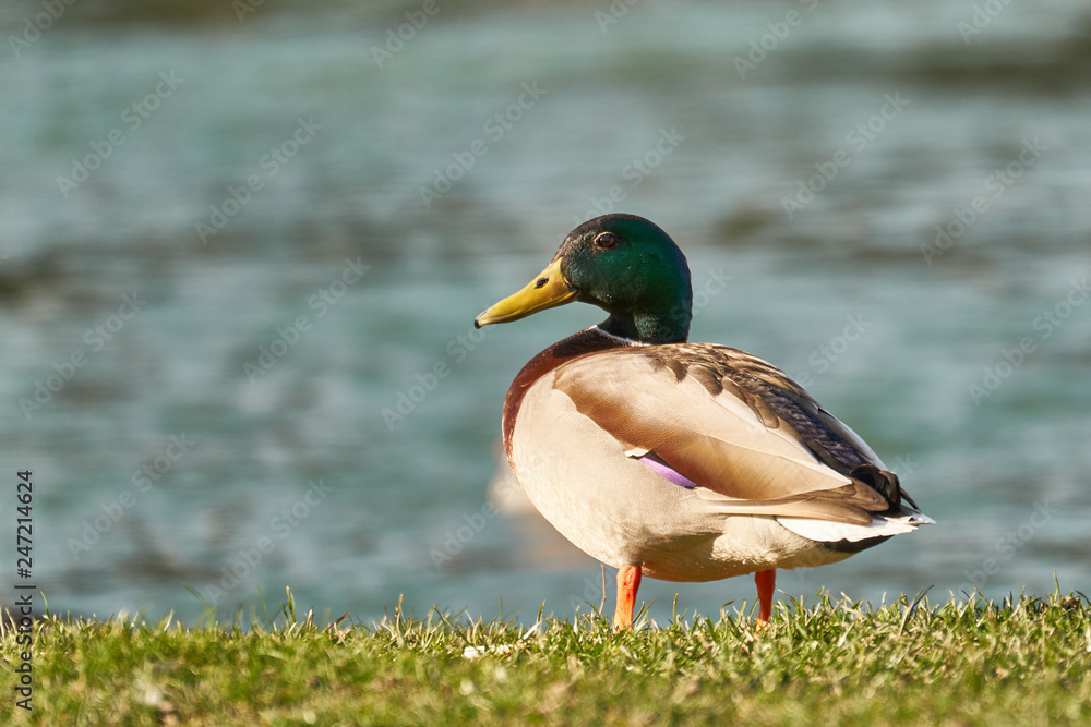 wild duck on water wild duck on water