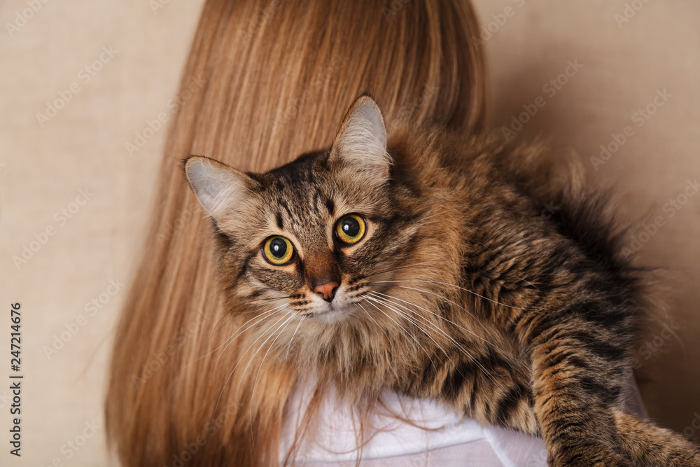 Funny fluffy gray striped cat on a woman's shoulder. Beautiful tabby cat on the shoulder of a blonde, beige background