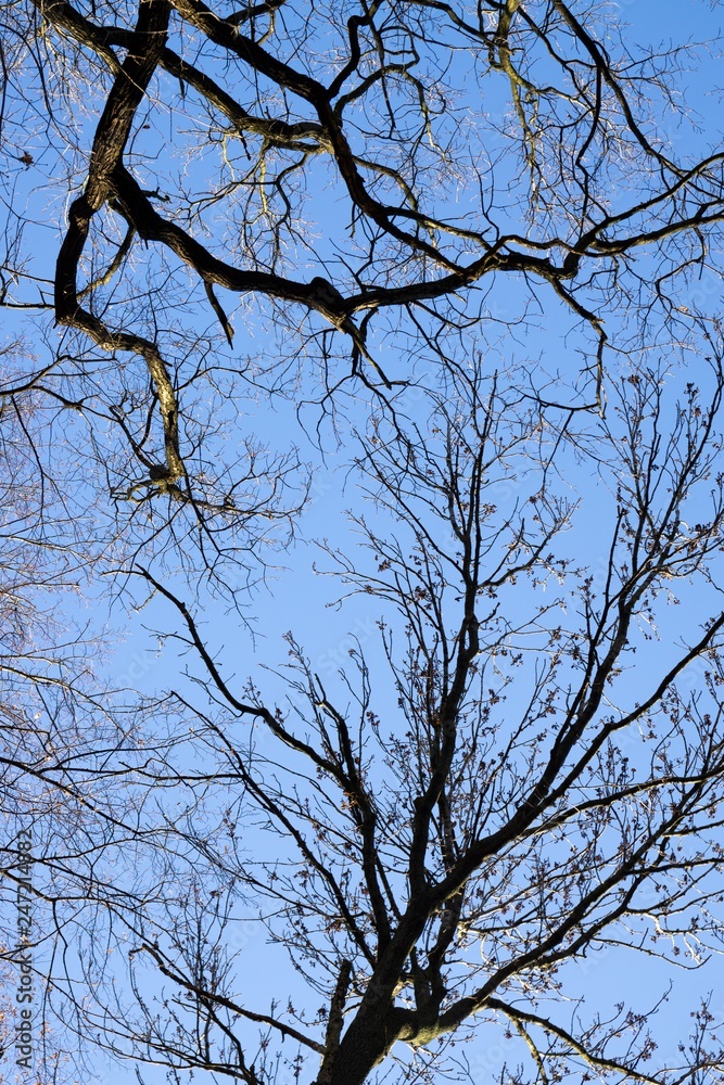 Curly branches of tree against winter sky, suitable as pattern or background. Slovakia Curly branches of tree against winter sky, suitable as pattern or background. Slovakia