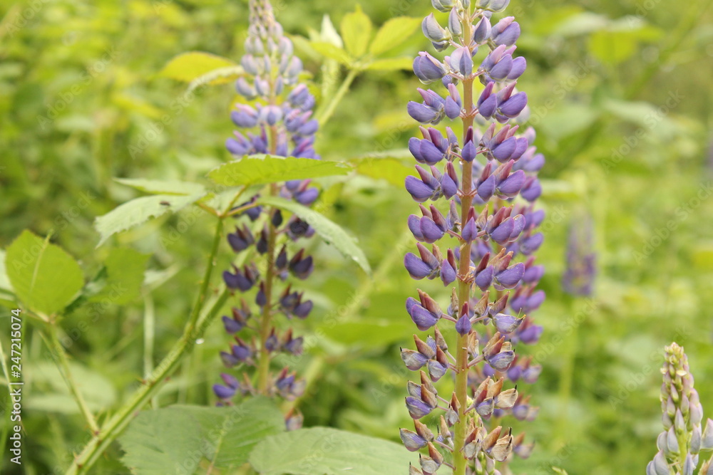 two beautiful blue lupine plants with green background