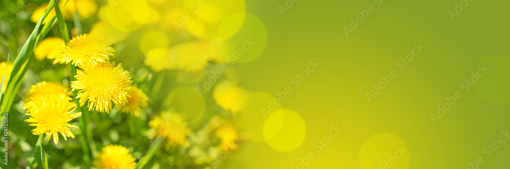 Naklejka premium Spring or summer background, Sunny day with flowers and grass. Yellow flowers of dandelions