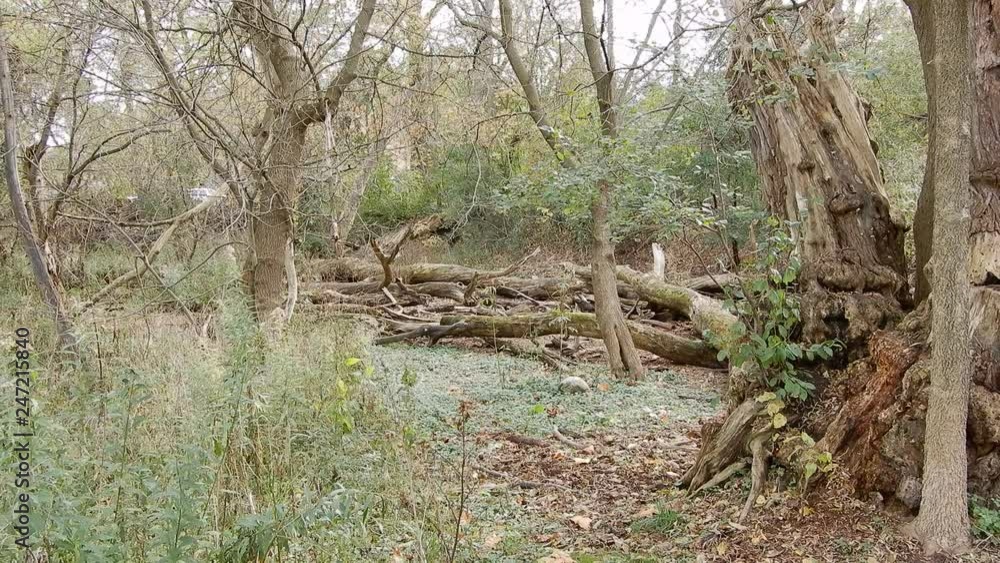 4K Enchanted Forest Style Logs On Ground With Trees Leaves Moss Growing Wide Angle Shot Panorama Opposite Direction 4K Enchanted Forest Style Logs On Ground With Trees Leaves Moss Growing Wide Angle Shot Panorama Opposite Direction