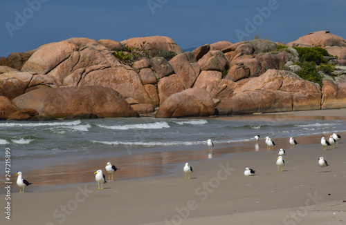Seagulls