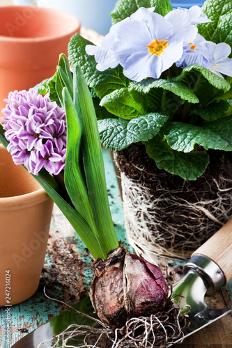 Springtime garden work with hyacinths and primroses