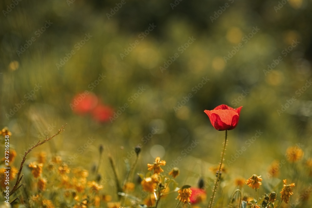 Fototapeta premium wild poppy flower close-up with selective focus. Instagram toned