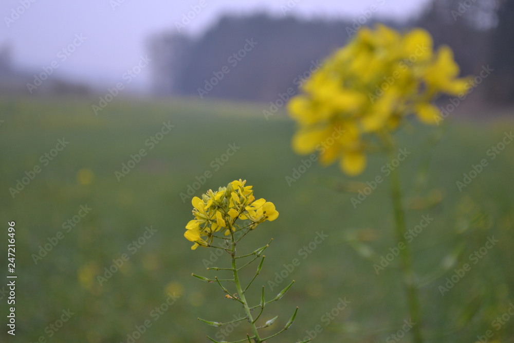 Obraz premium yellow