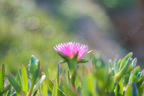 Small pink flower Carpobrotus edulis growing on a sea coast in Rodos, Greece