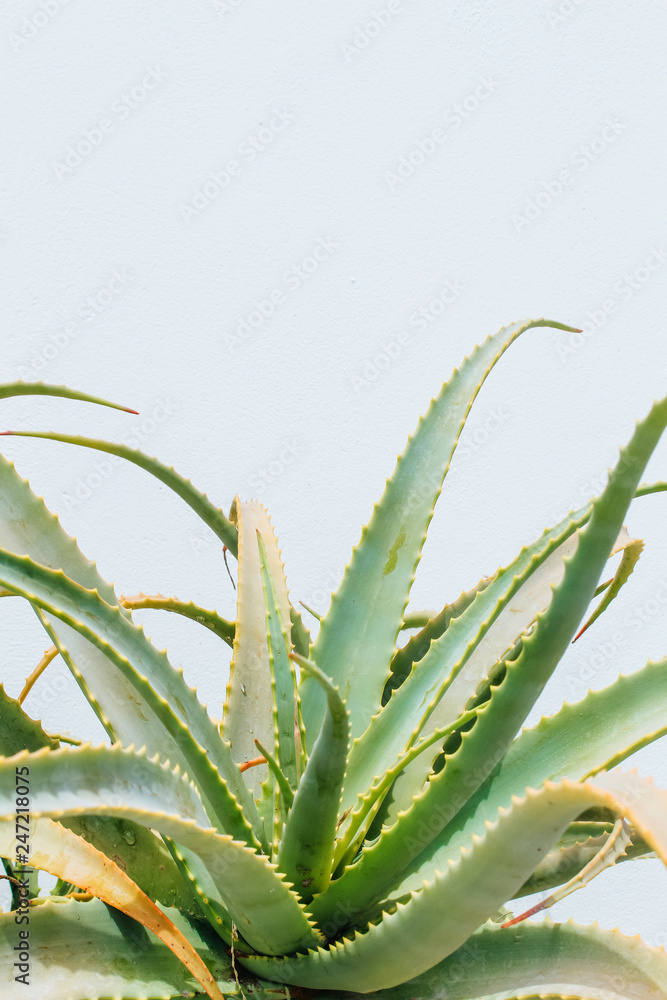 Fototapeta premium Close up of an Aloe Cactus plant, isolated in front of a white stone wall