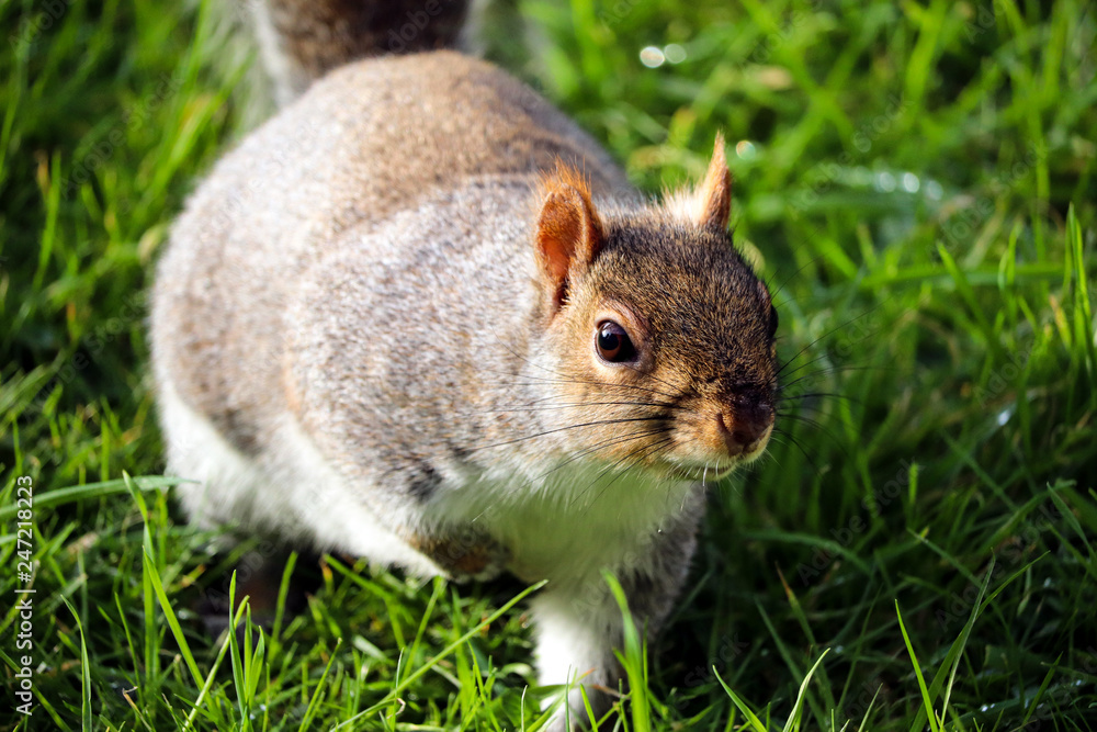 Grey UK Squirrel Grey UK Squirrel