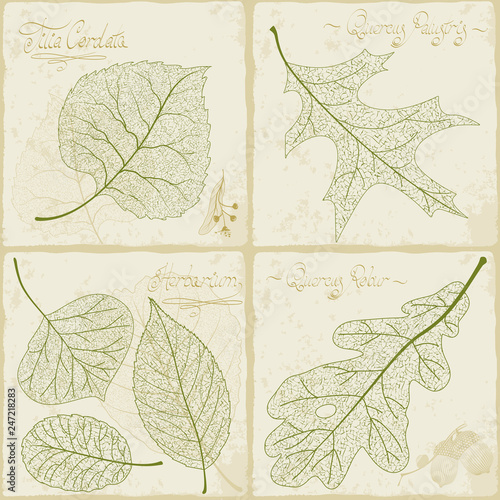  illustration of retro style leaf  skeleton