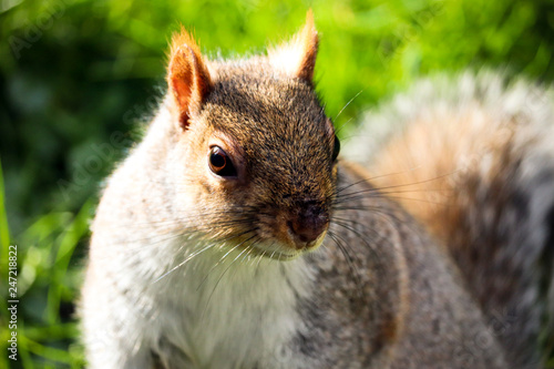Grey UK Squirrel