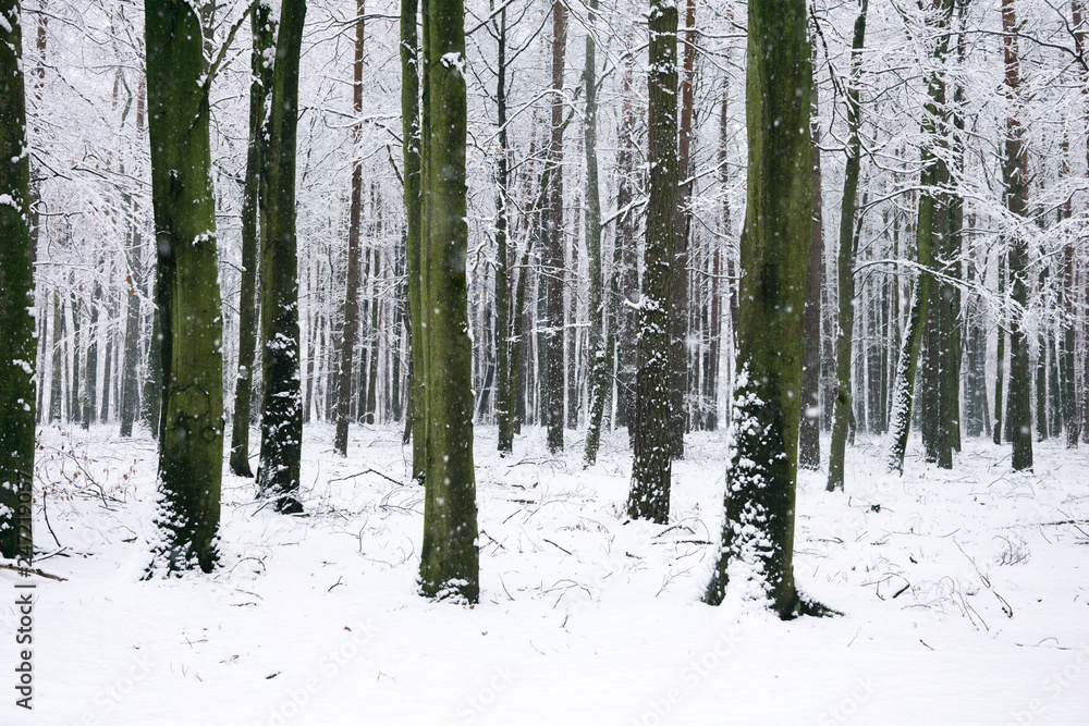 winter landscape in the countryside, snowy landscape winter landscape in the countryside, snowy landscape