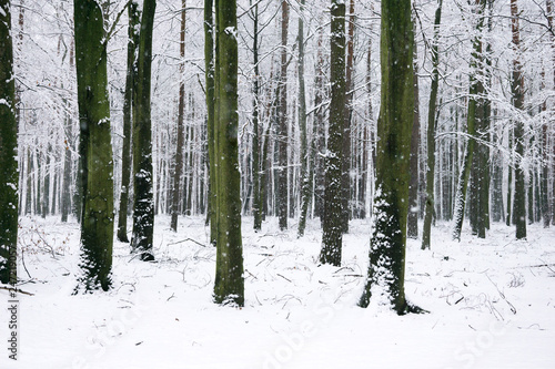 winter landscape in the countryside, snowy landscape