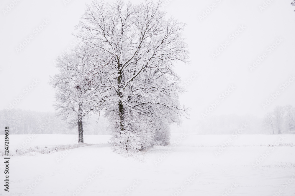 winter landscape in the countryside, snowy landscape