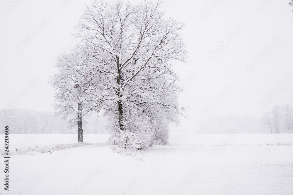 winter landscape in the countryside, snowy landscape winter landscape in the countryside, snowy landscape