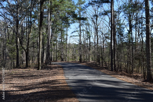 Wallpaper Mural Park road in Hugh White State Park, Mississippi Torontodigital.ca