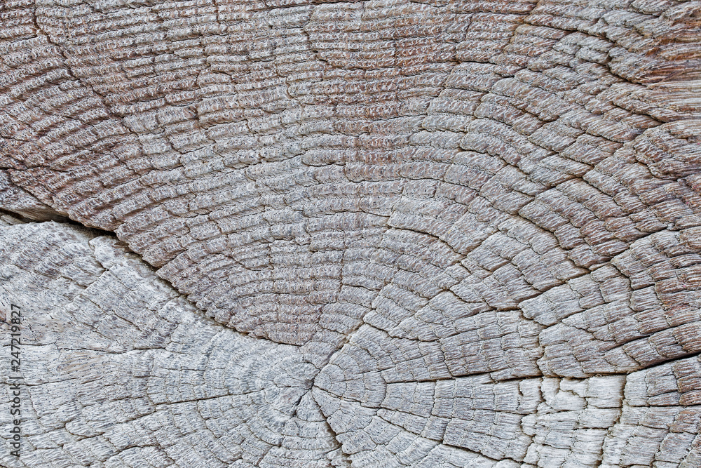 backgrounds, texture is very old wood in the process of prolonged natural decomposition and weathering. Very Old Wood Background, closeup. old and very aged wood texture close up backgrounds, texture is very old wood in the process of prolonged natural decomposition and weathering. Very Old Wood Background, closeup. old and very aged wood texture close up