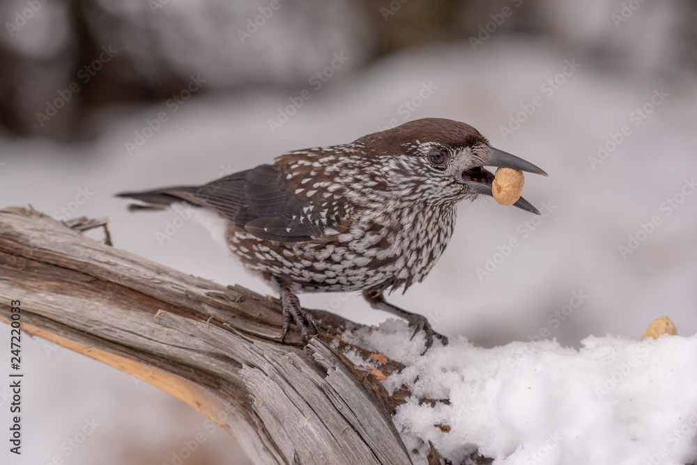Fototapeta premium Spotted Nutcracker (Nucifraga caryocatactes) in winter forest.