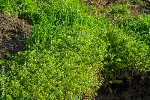 Fototapeta Naklejka Na Ścianę i Meble -  Blooming grass on the ground. Pansies on green spring grass