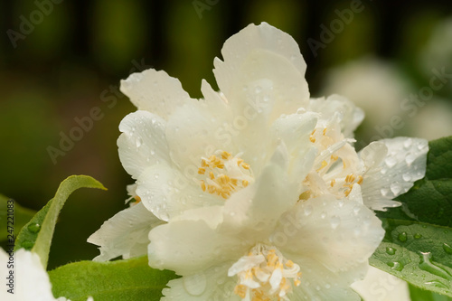 Flowers of sweet mock-orange (Philadelphus coronarius) in raindrops close-up. Philadelphus coronarius (sweet mock-orange, English dogwood) is a species of flowering plant in the family Hydrangaceae.