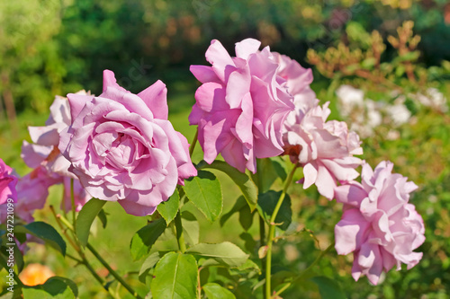 Graceful purple roses against the background of the garden. Purple-lilac rose inflorescence on a sunny day.