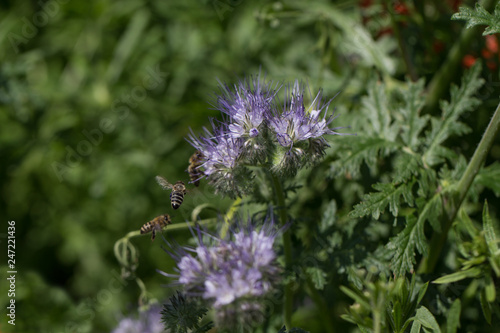 bees and flowers  environment  protection  diversity