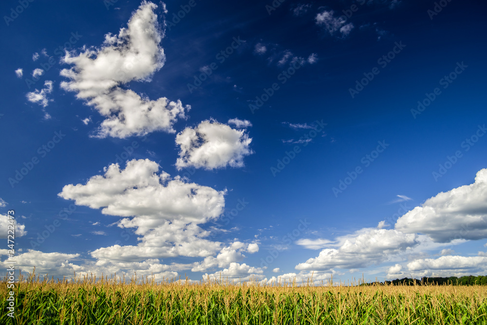 Fototapeta premium Summer landscape with blue sky and white clouds over the corn field..