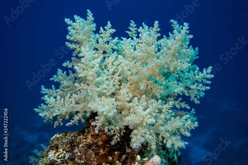 Beautiful white coral in the sea