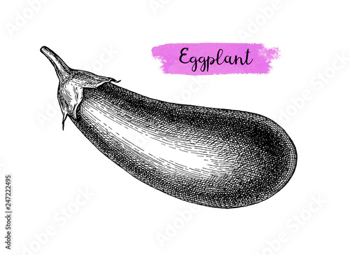 Ink sketch of eggplant isolated.