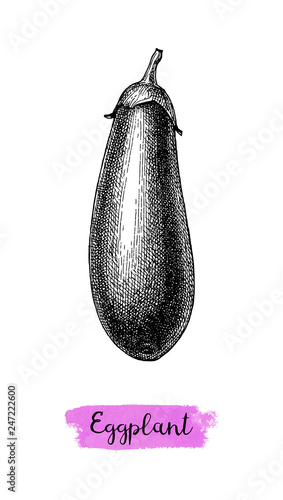Ink sketch of eggplant isolated.