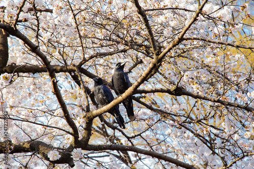 桜の季節の代々木公園・中央広場