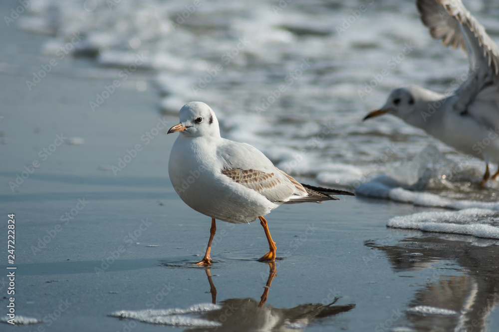 A seagull walks on wet sand from the sea with foam towards the shore. Against the background one more gull flies A seagull walks on wet sand from the sea with foam towards the shore. Against the background one more gull flies