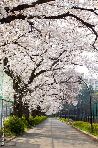 駒沢オリンピック公園の桜並木 photo