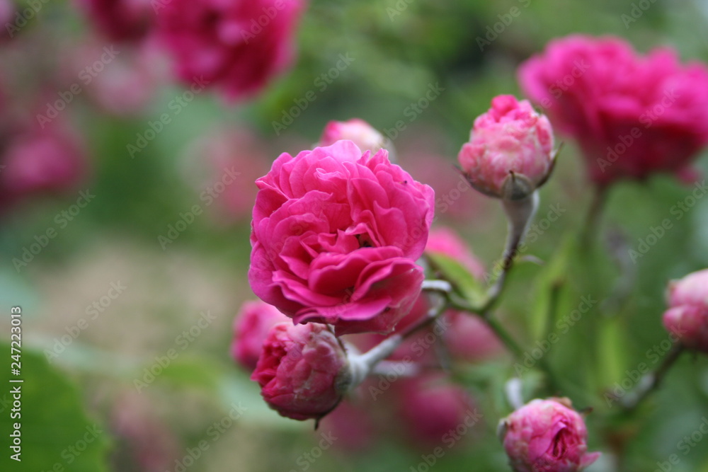 w świecie macro fotografii w świecie macro fotografii